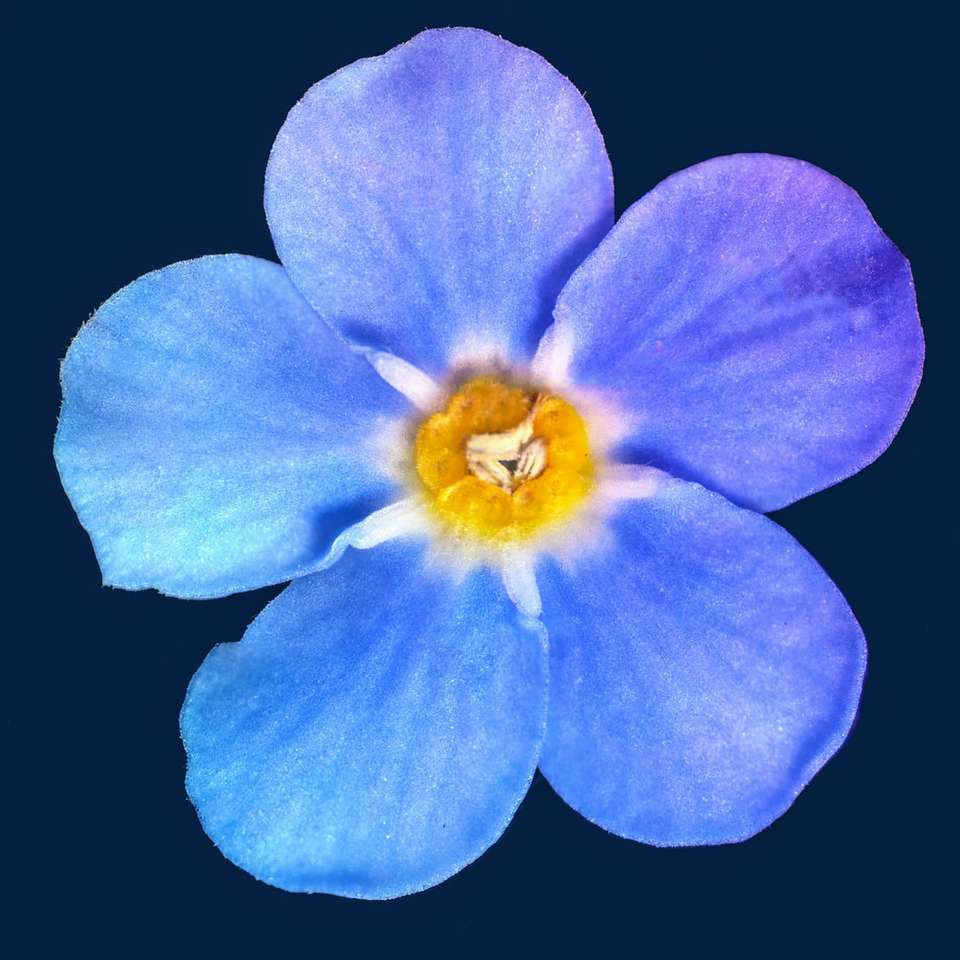 kék virág fekete háttérrel online puzzle