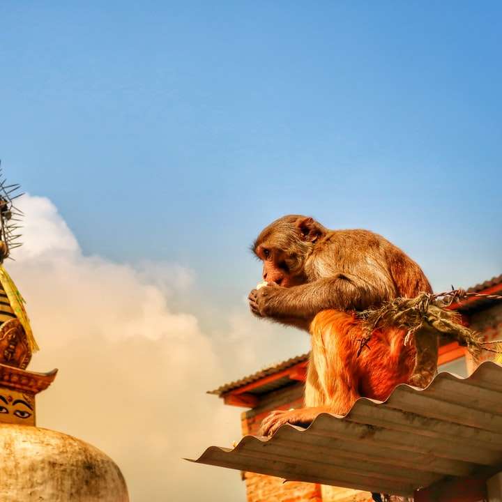 коричнева мавпа на золотій статуї онлайн пазл