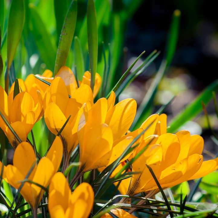 жовті квіти крокусу цвітуть вдень розсувний пазл онлайн