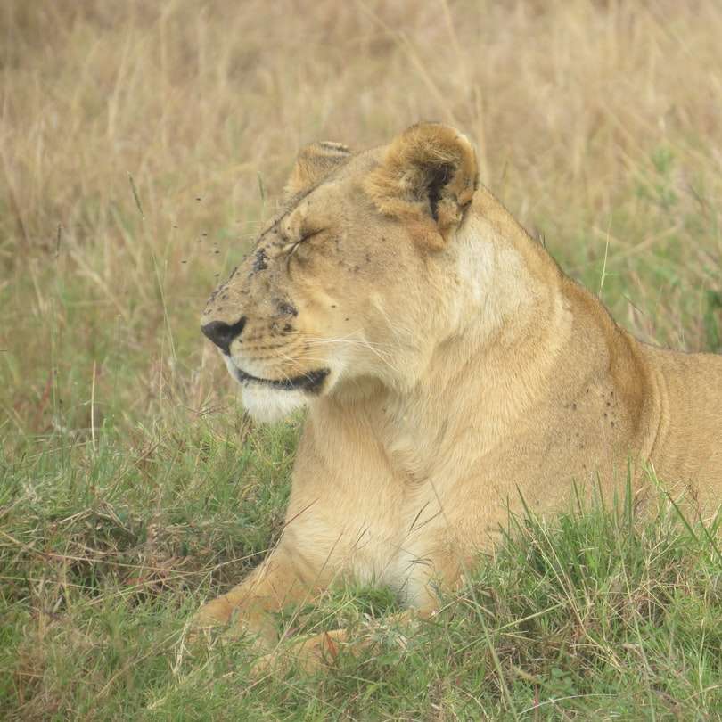 brązowa lwica na brązowym polu trawy w ciągu dnia puzzle przesuwne online