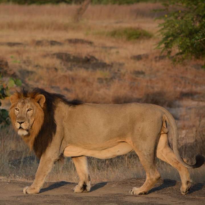 leone che cammina sul campo di erba marrone durante il giorno puzzle scorrevole online