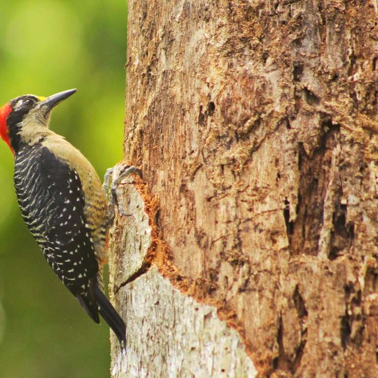 zwartgele en rode vogel op bruine boomstam overdag schuifpuzzel online
