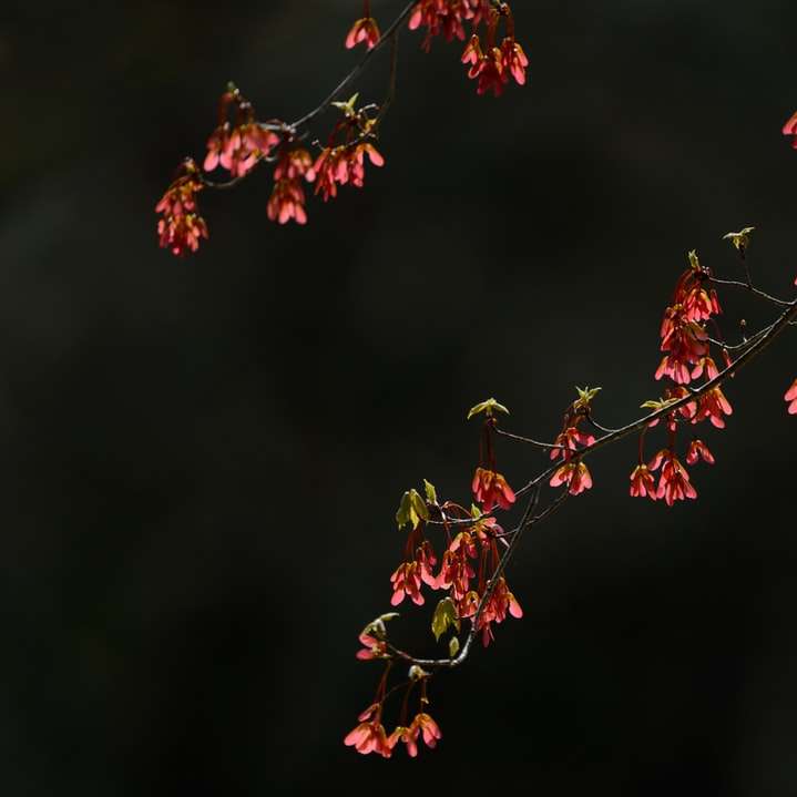 frunze roșii și verzi în lentile cu deplasare înclinată alunecare puzzle online