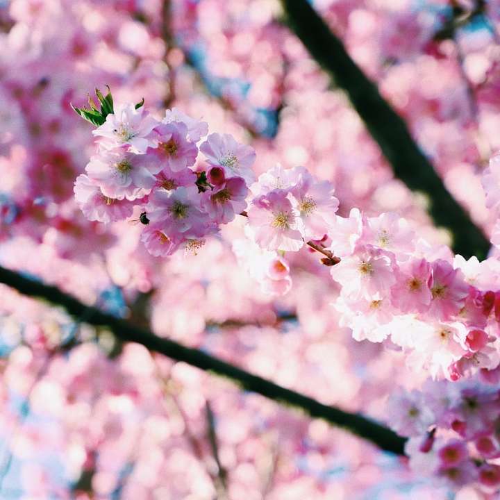 růžový třešňový květ při fotografování zblízka posuvné puzzle online