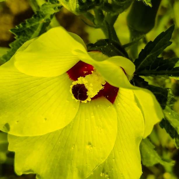 κίτρινο και κόκκινο λουλούδι με πράσινα φύλλα online παζλ