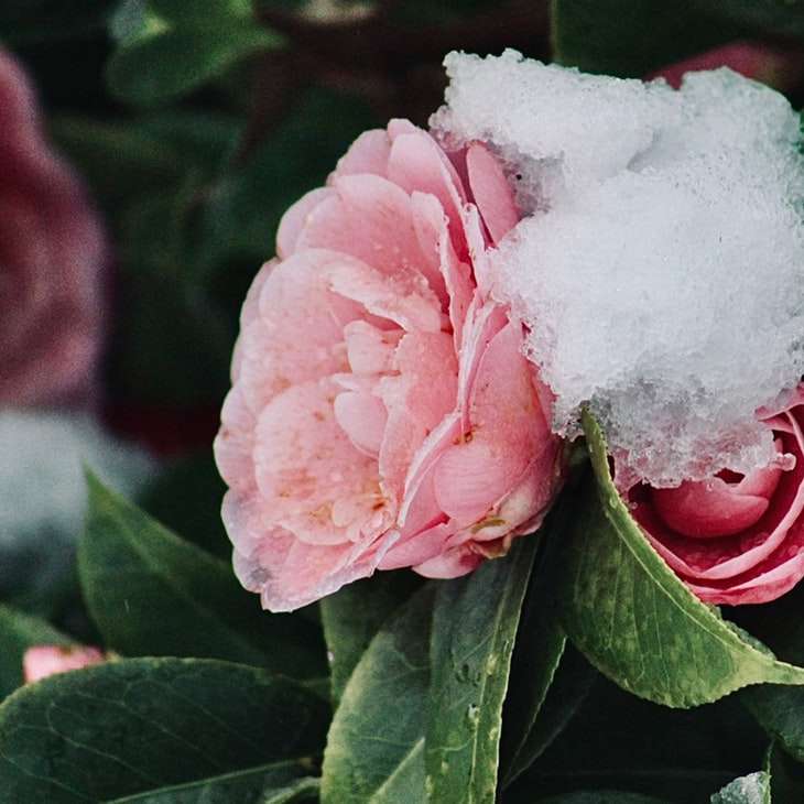 Roze en witte bloem in close-up fotografie schuifpuzzel online