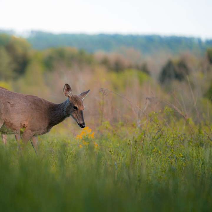 коричневый олень на поле зеленой травы в дневное время онлайн-пазл