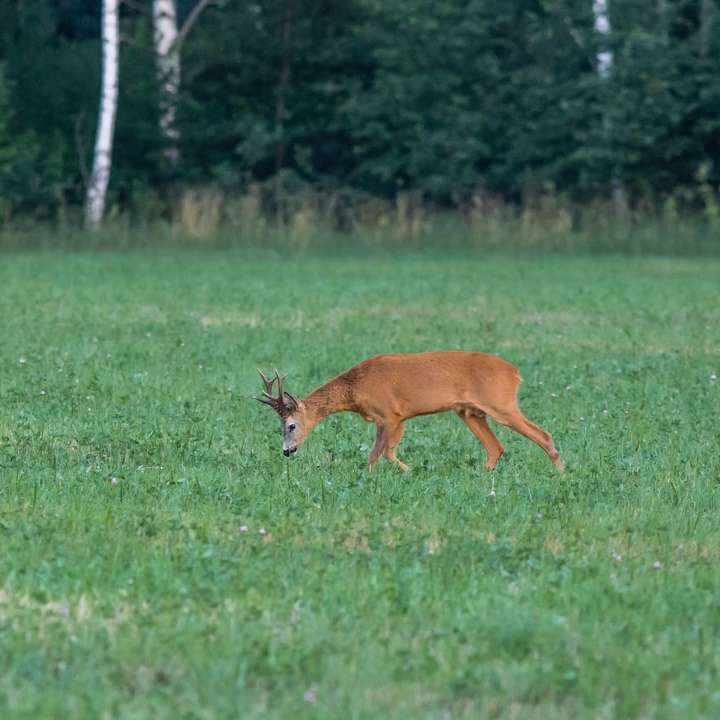 Ciervo marrón en campo de hierba verde durante el día puzzle deslizante online