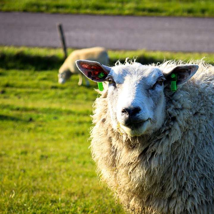 білих овець на зеленій траві поля в денний час онлайн пазл