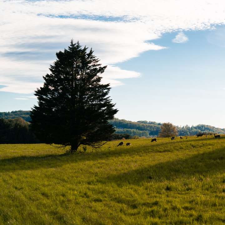 Grönt gräsfält med träd glidande pussel online