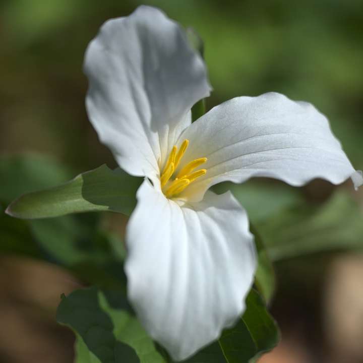 fiore bianco in lente tilt shift puzzle scorrevole online