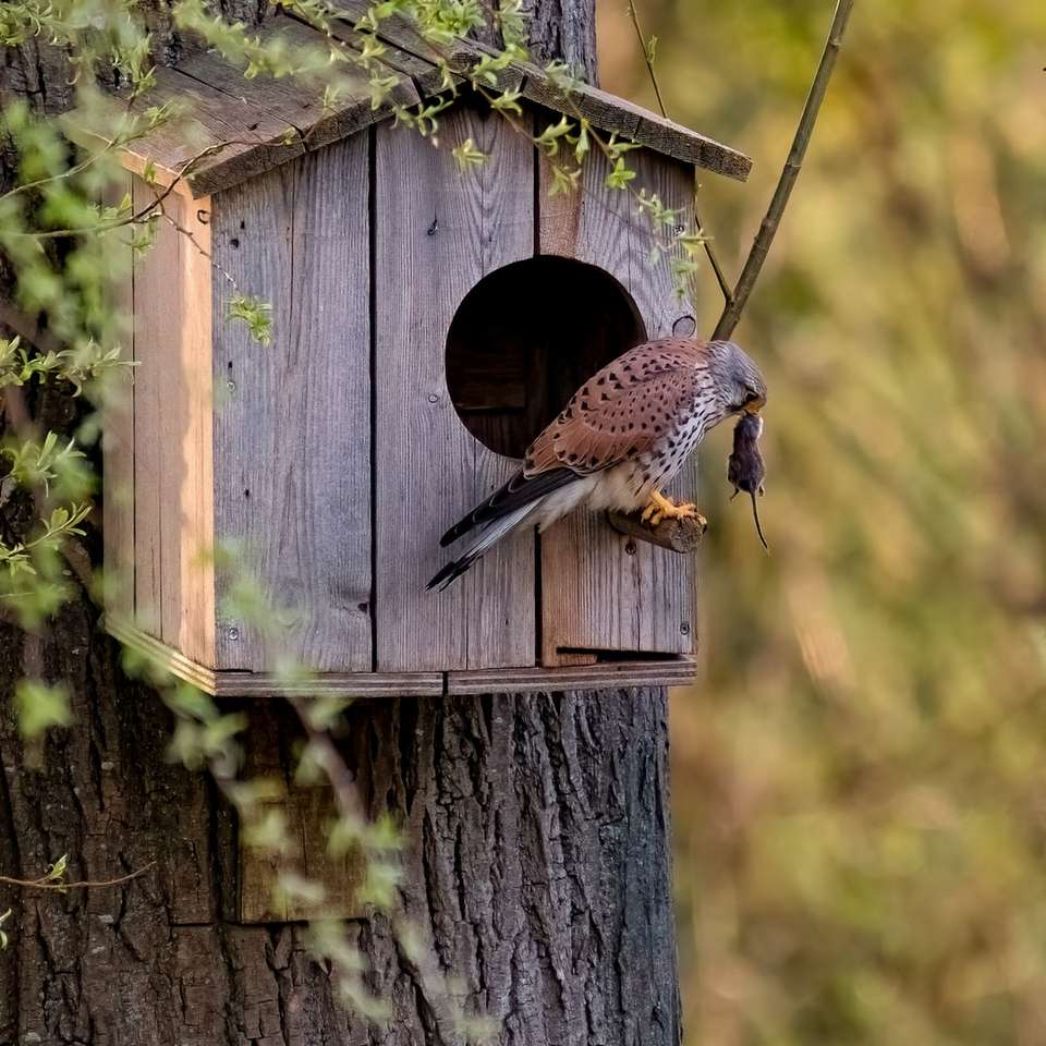 коричневий і білий птах на коричневий дерев'яний пташиний будиночок розсувний пазл онлайн