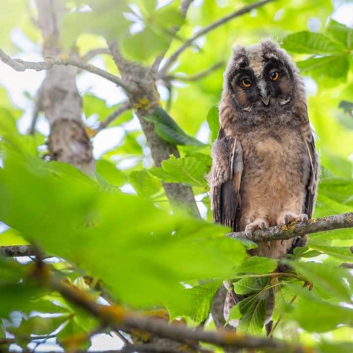 brown owl on tree branch during daytime online puzzle