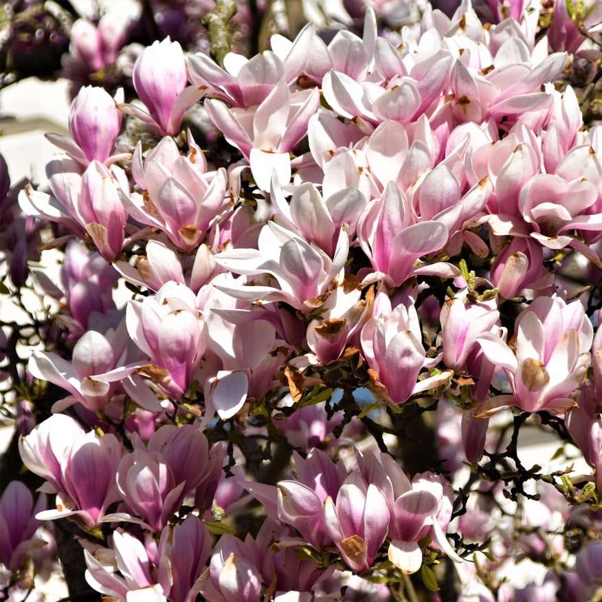 floare violet și albă în fotografie de aproape puzzle online