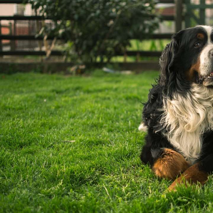czarny biały i brązowy berneński pies pasterski leżący puzzle online