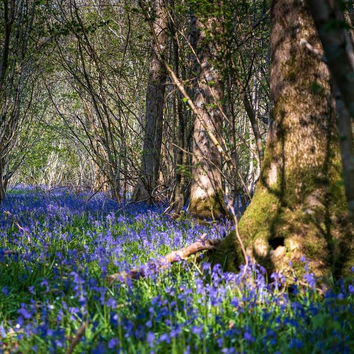 campo di fiori blu con tronco d'albero marrone puzzle online