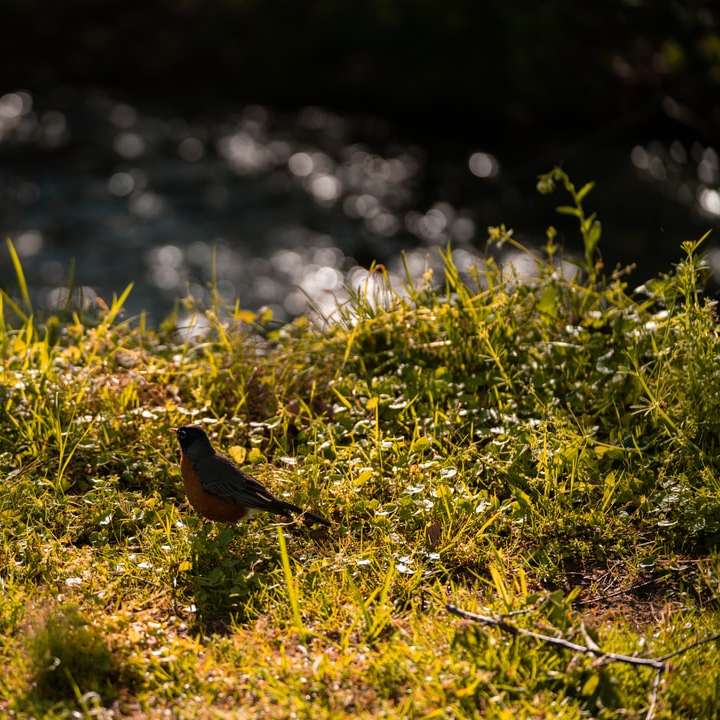 καφέ πουλί στο πράσινο γρασίδι κατά τη διάρκεια της ημέρας συρόμενο παζλ online