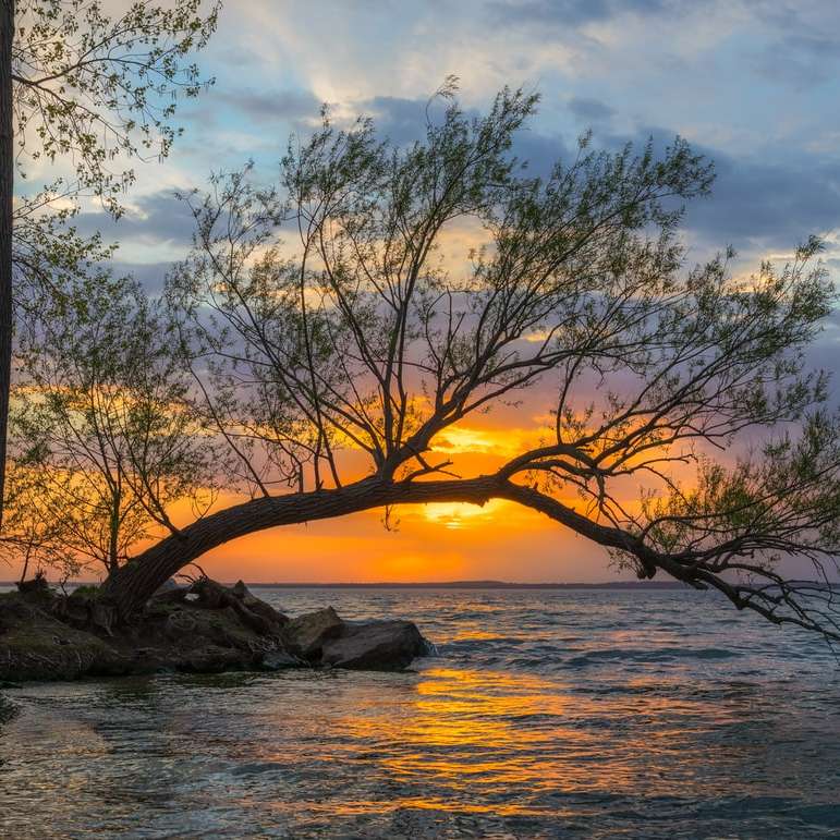 árbol sin hojas en la orilla durante la puesta de sol puzzle deslizante online