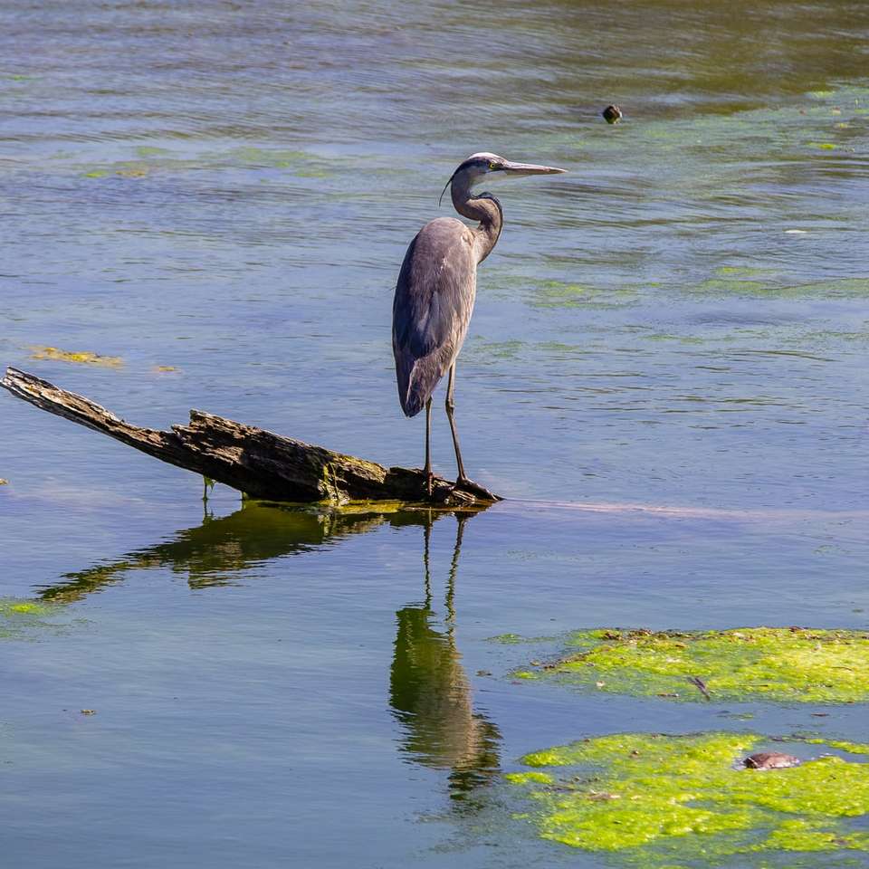 šedý pták na hnědé dřevěné kládě poblíž vodní plochy posuvné puzzle online