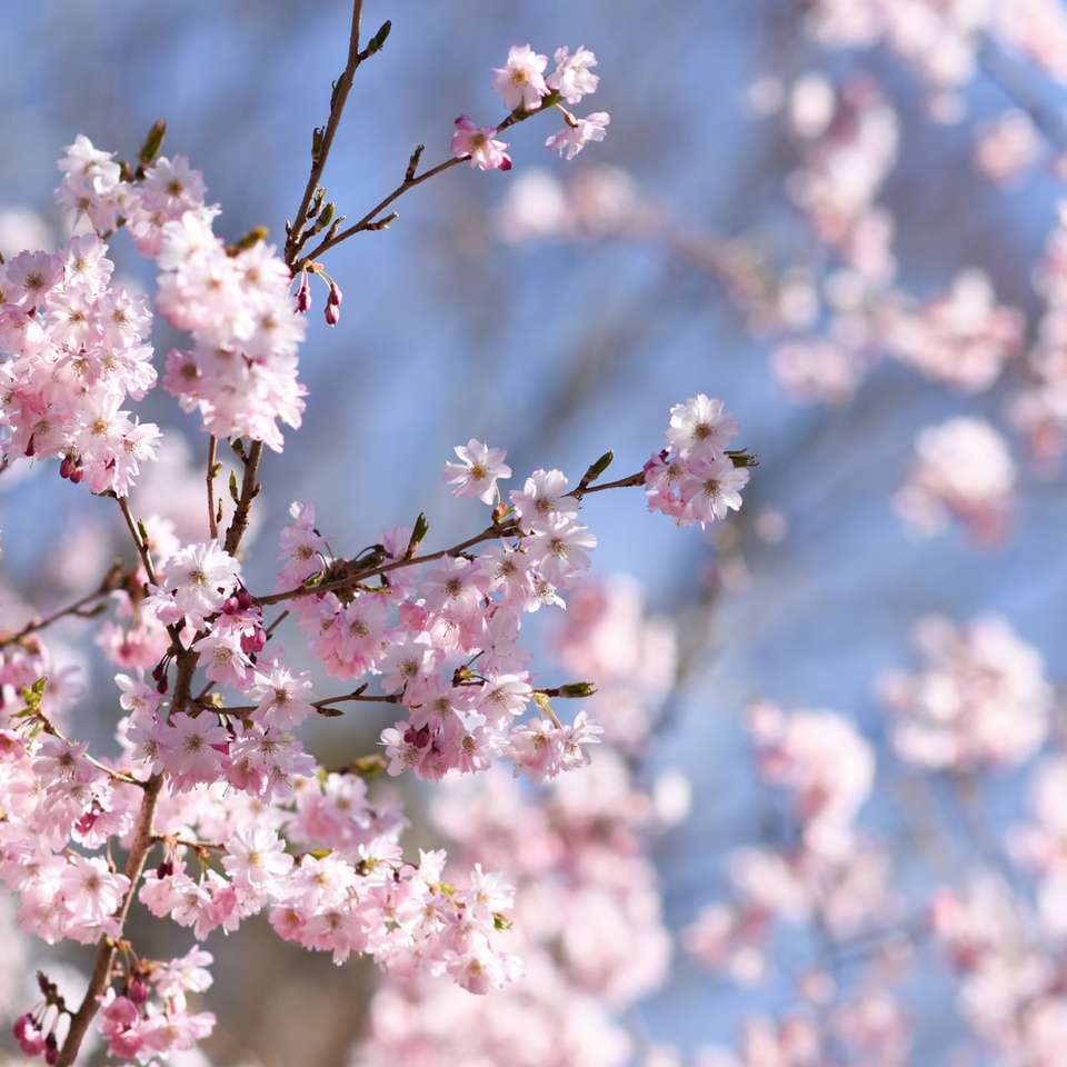 flor de cerezo blanca bajo un cielo azul durante el día rompecabezas en línea