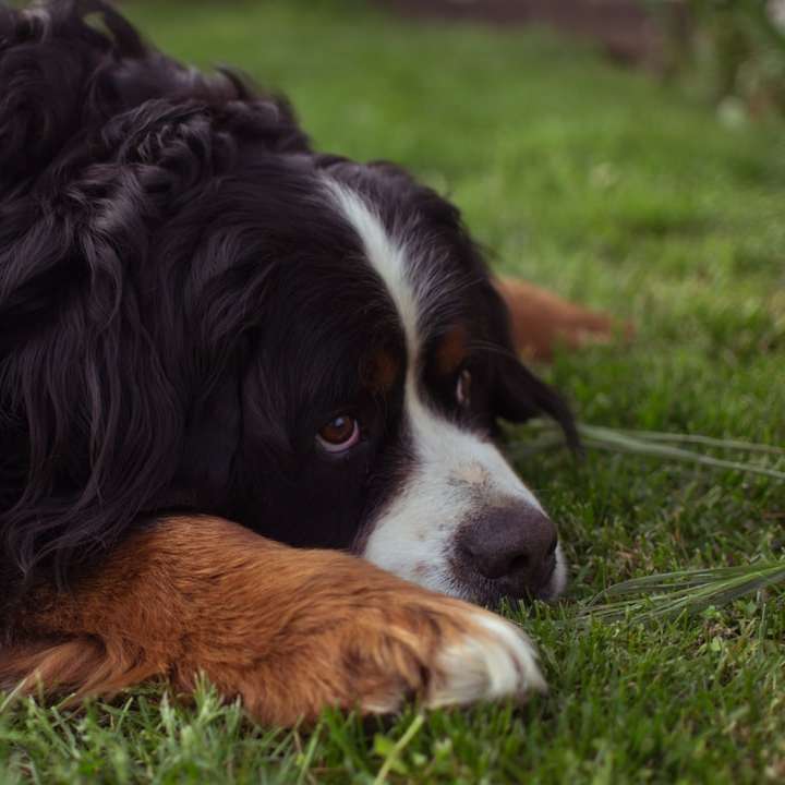 Perro de pelo largo negro y marrón tumbado sobre la hierba verde rompecabezas en línea