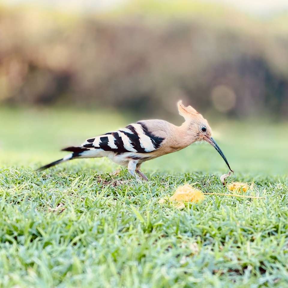 черно-бяла птица върху зелена трева през деня плъзгащ се пъзел онлайн
