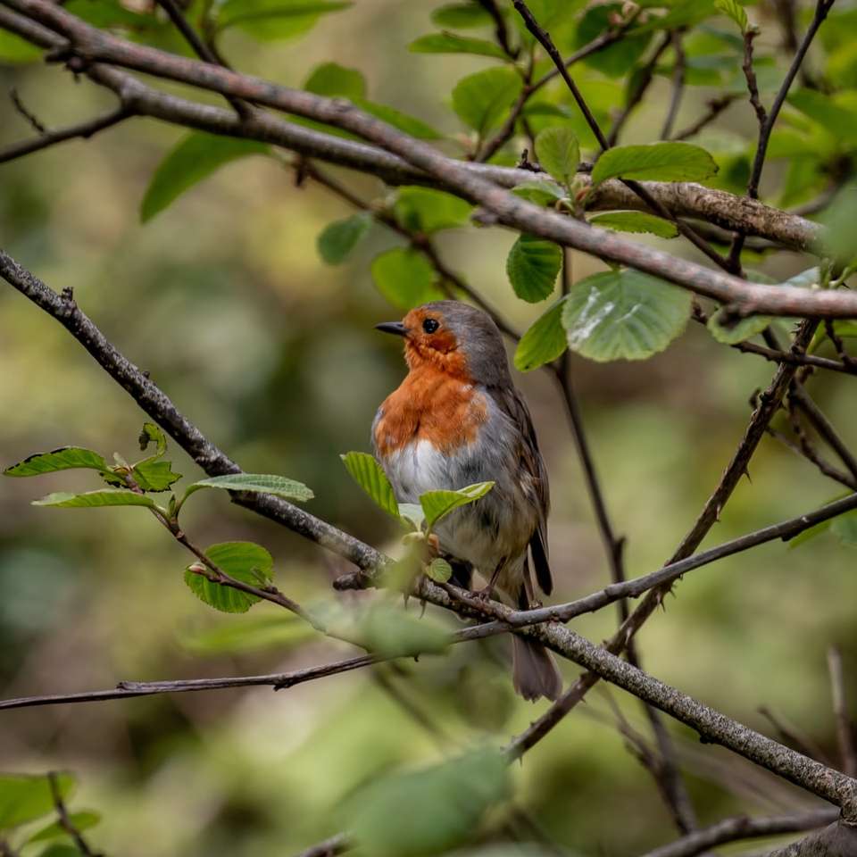 barna és narancssárga madár a fa ágán nappal online puzzle
