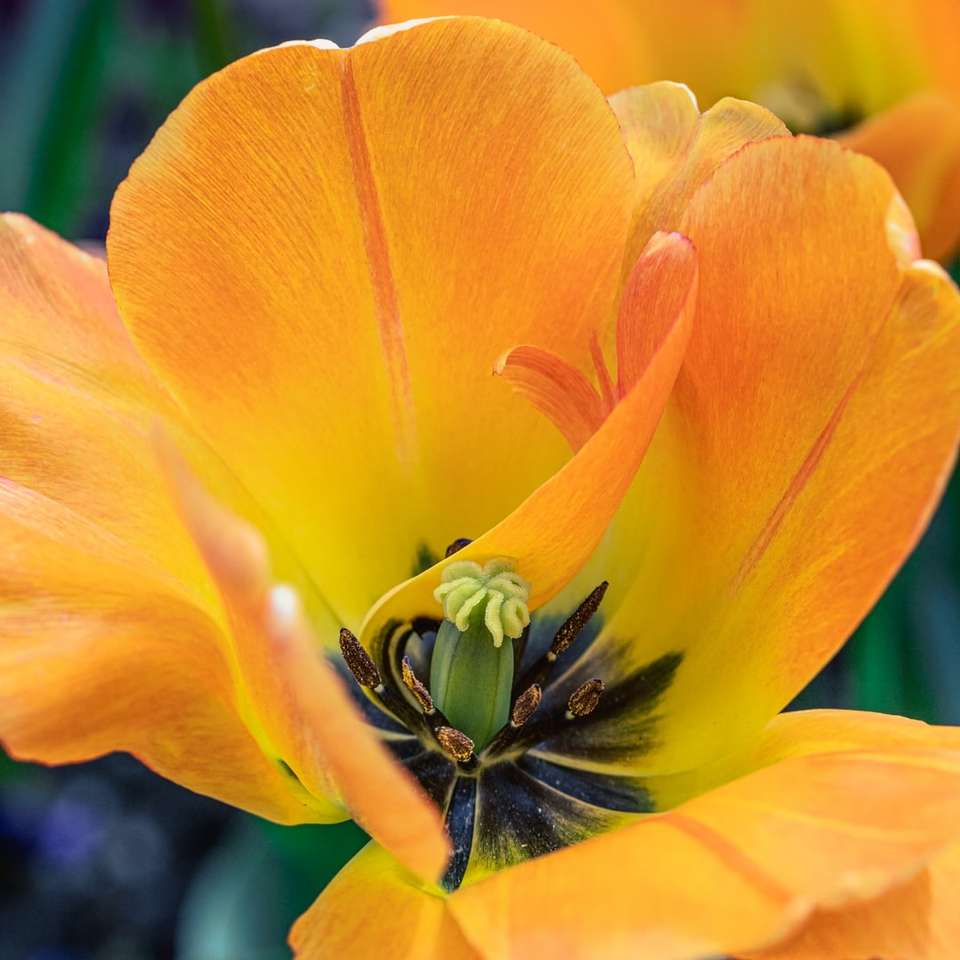 gul blomma i makrofotografering Pussel online