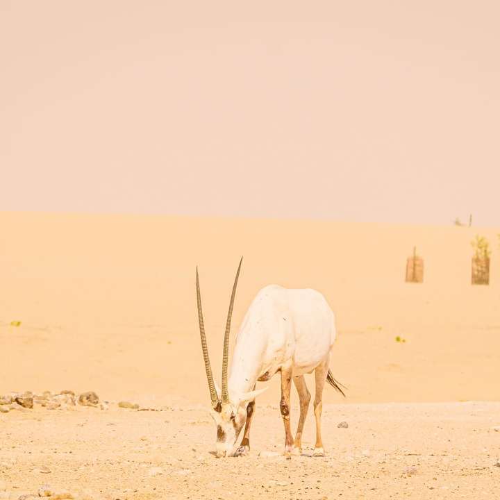 λευκό άλογο στην καφετιά άμμο κατά τη διάρκεια της ημέρας συρόμενο παζλ online