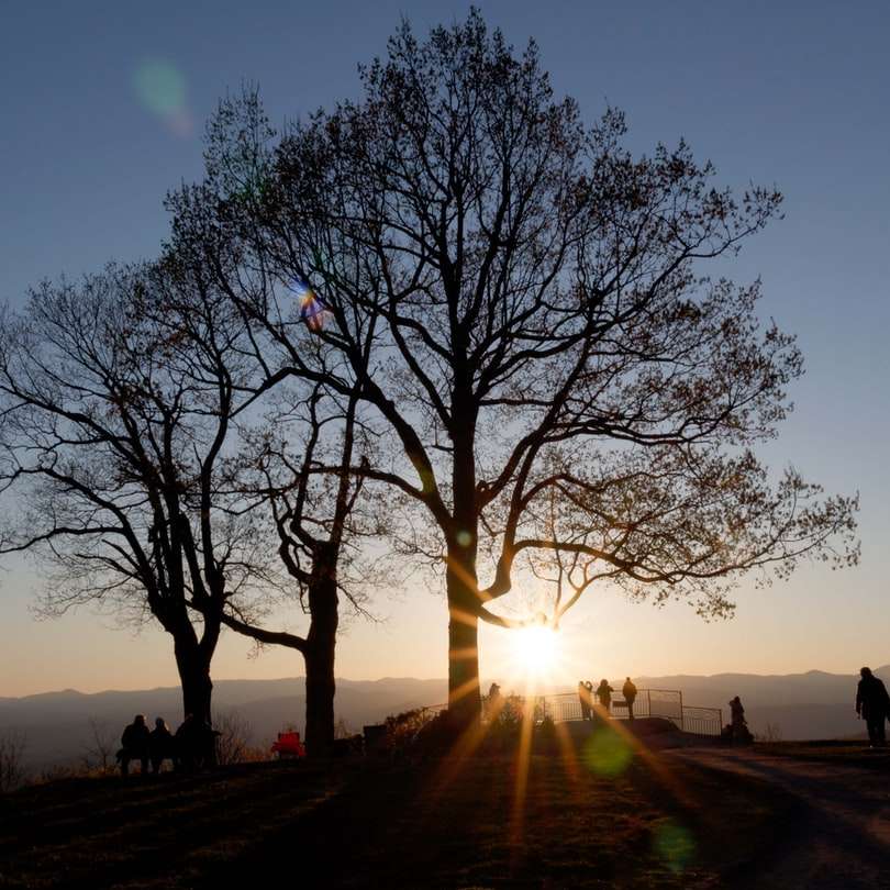 silhuett av träd under solnedgången Pussel online