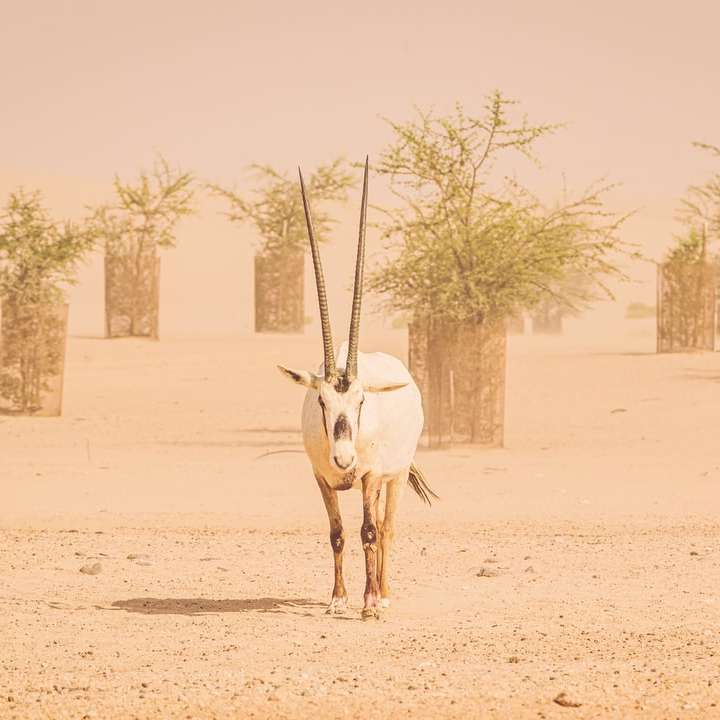 білий олень ходить по коричневому піску вдень розсувний пазл онлайн