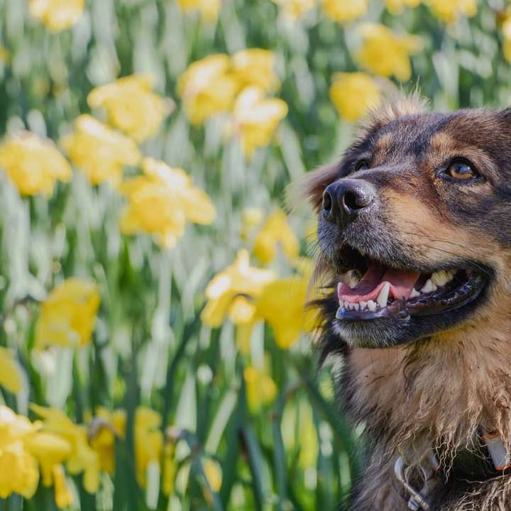 Perro de pelo largo marrón y negro en campo de hierba verde rompecabezas en línea