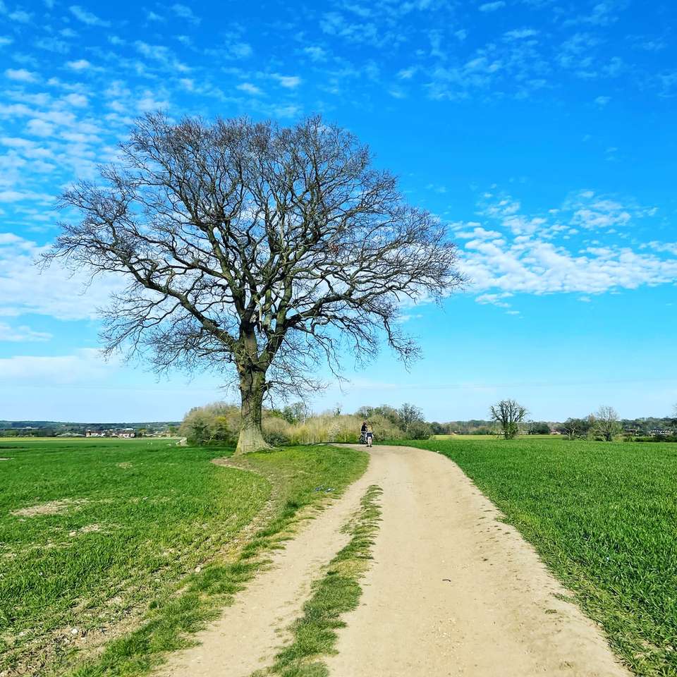 bezlistne drzewo na zielonym polu trawy pod błękitnym niebem puzzle online