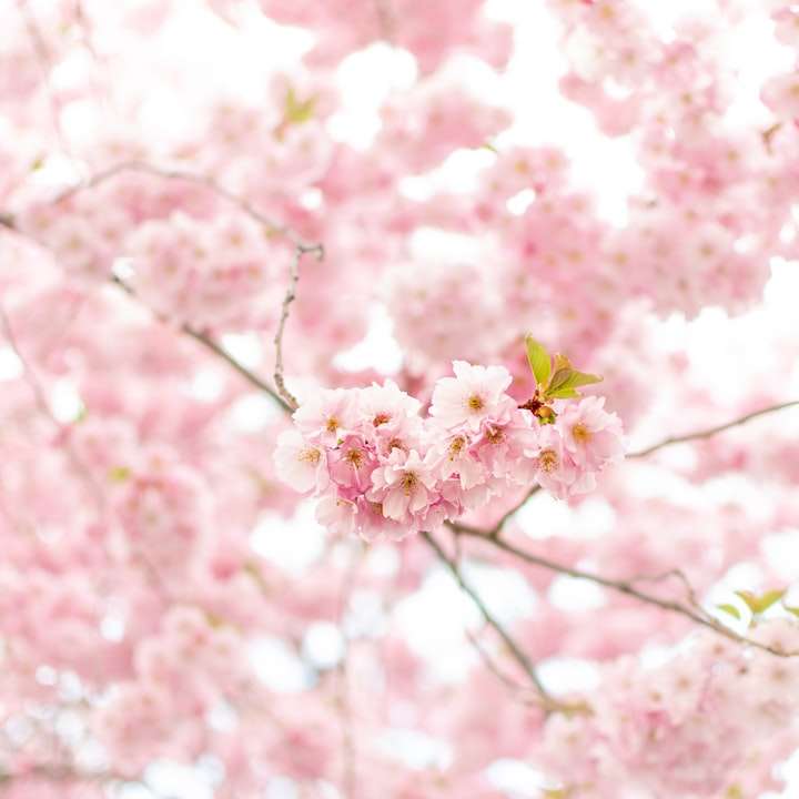 růžový třešňový květ při fotografování zblízka posuvné puzzle online