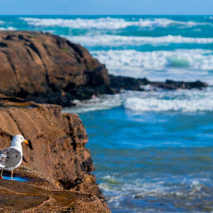 Pájaro blanco y gris sobre una roca marrón cerca del cuerpo de agua rompecabezas en línea