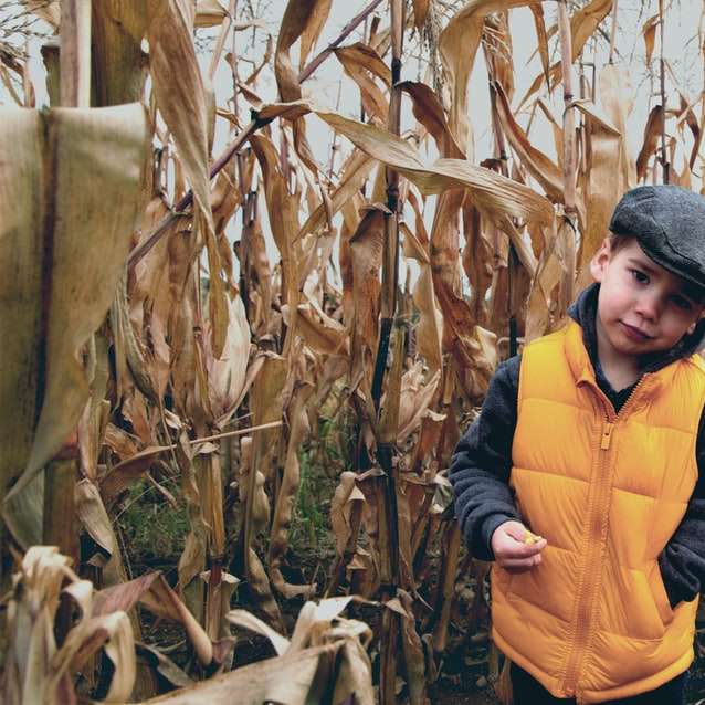 Niño de chaqueta amarilla y gris de pie en el campo de maíz puzzle deslizante online