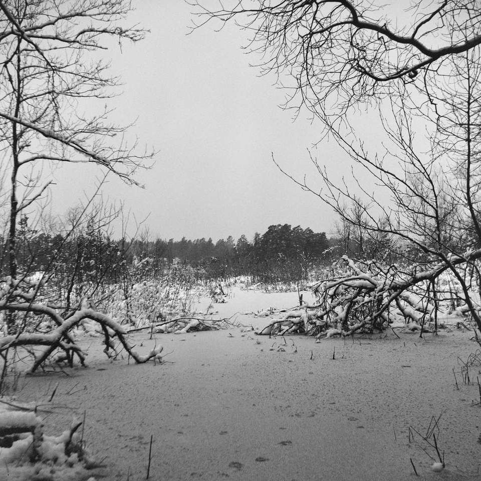 Foto en escala de grises de árboles desnudos en suelo cubierto de nieve rompecabezas en línea