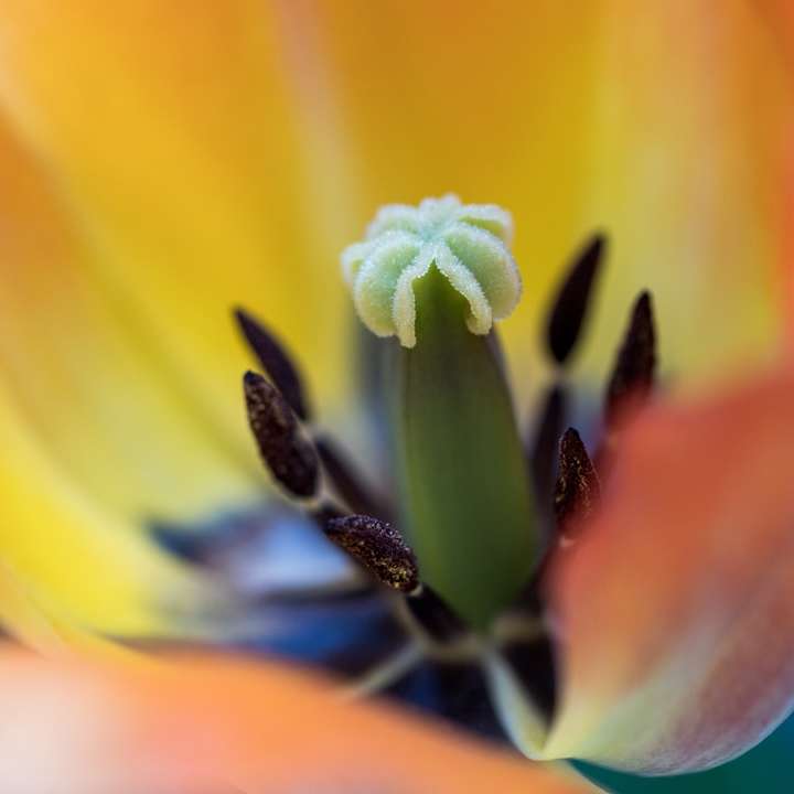 gul och vit blomma i makrofotografering Pussel online