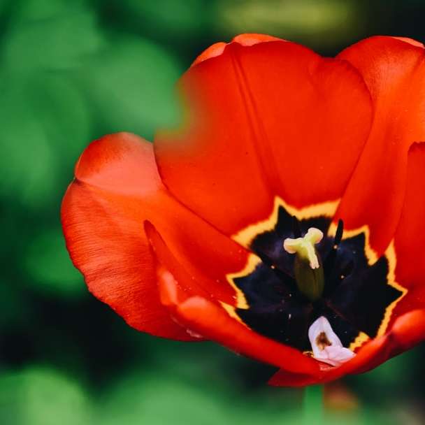 czerwony tulipan kwitnący w ciągu dnia puzzle przesuwne online