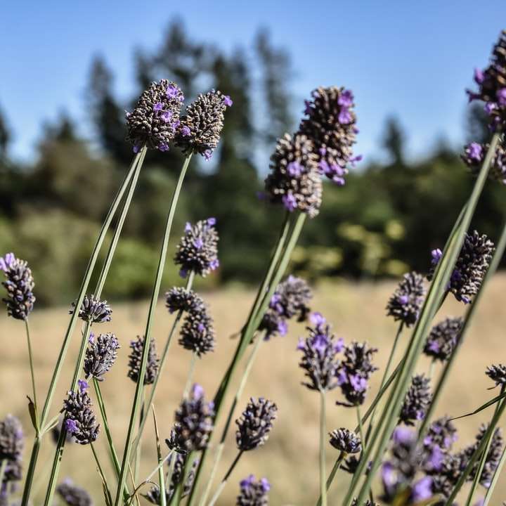 チルトシフトレンズの紫色の花 スライディングパズル・オンライン