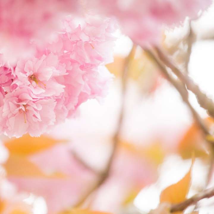 růžový a bílý květ v makro snímku online puzzle