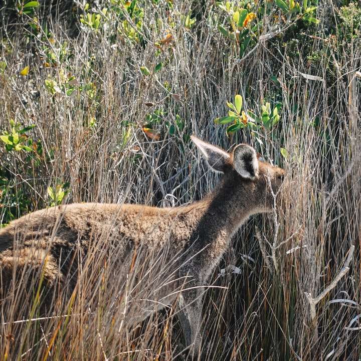 brązowy jeleń na brązowym polu trawy w ciągu dnia puzzle online