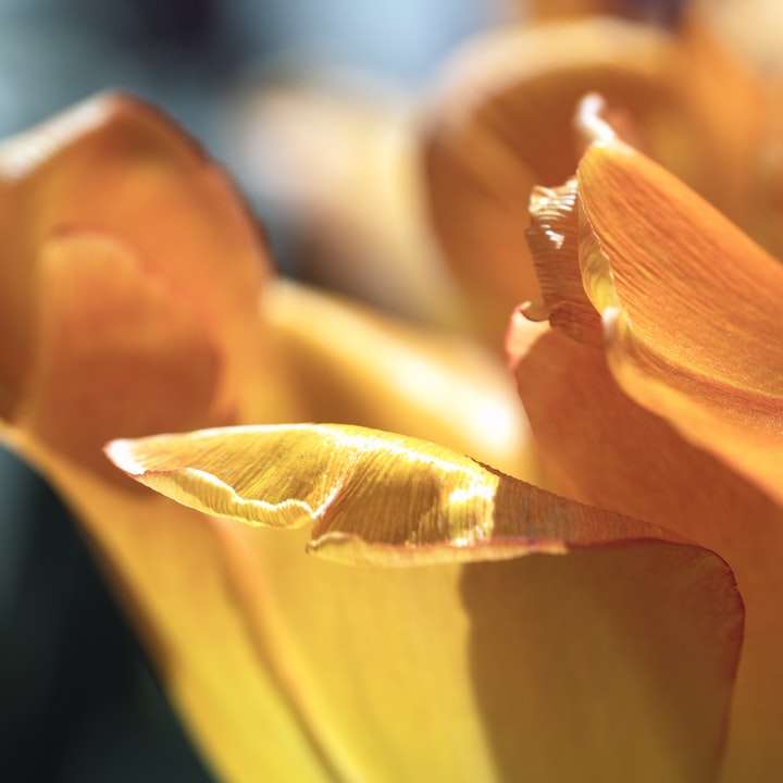 желтый цветок в макрообъективе онлайн-пазл
