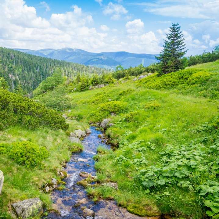 zielona trawa i drzewa w pobliżu rzeki pod błękitnym niebem puzzle przesuwne online