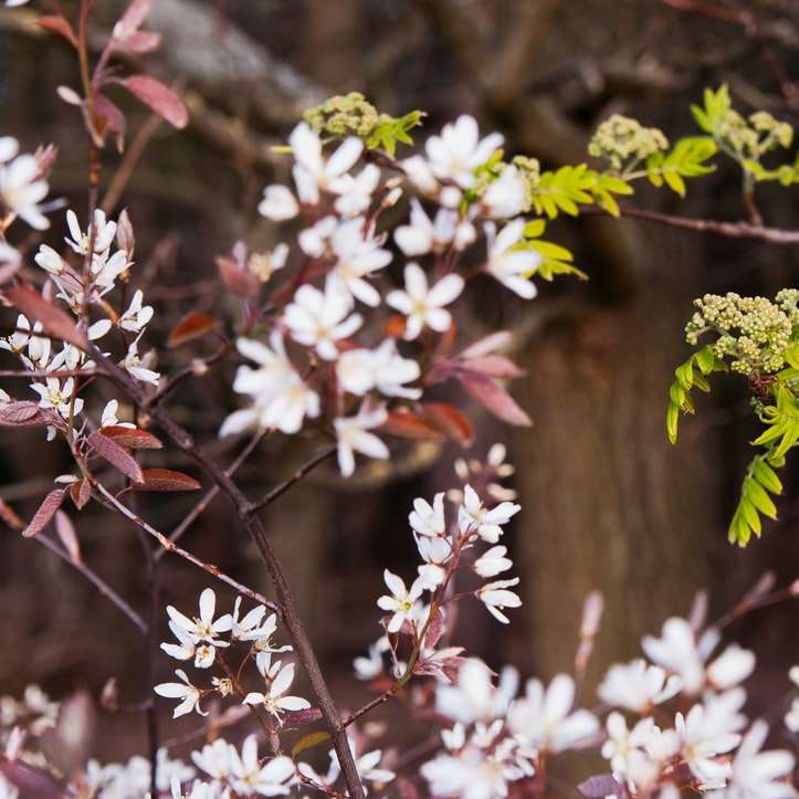 vita blommor på brun trädgren Pussel online