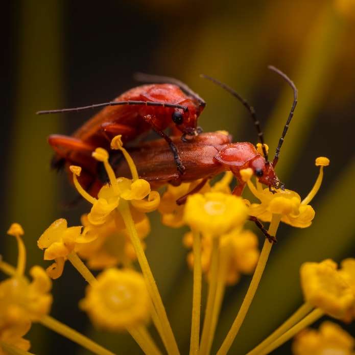brown beetle perched on yellow flower sliding puzzle online