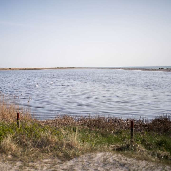 persoană care stă pe iarba maro lângă corpul de apă puzzle online