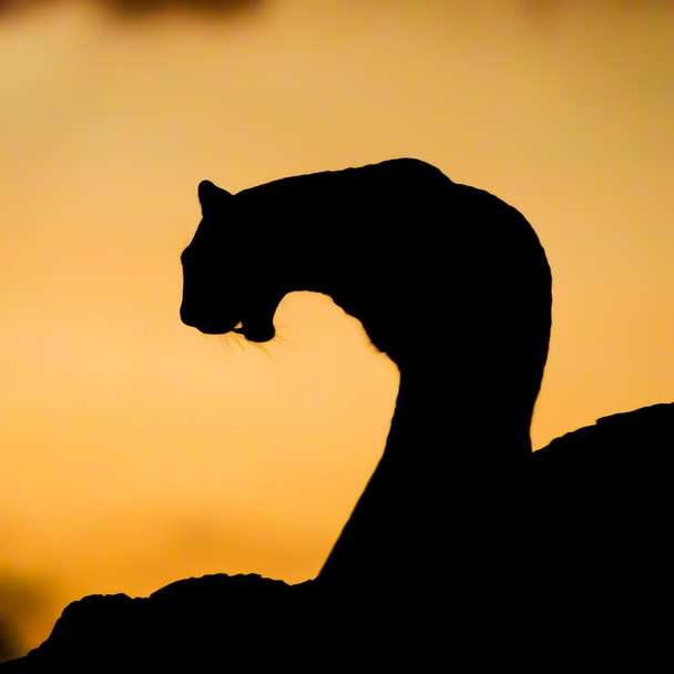 Silhouette einer Katze bei Sonnenuntergang Schiebepuzzle online