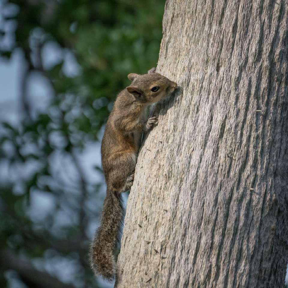 Brązowa wiewiórka na brązowym pniu drzewa w ciągu dnia puzzle online