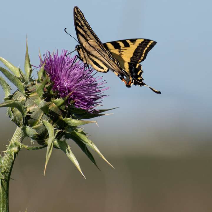 tiger swallowtail fjäril uppflugen på lila blomma glidande pussel online